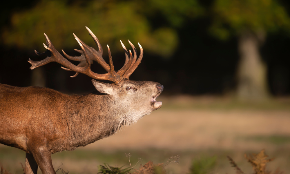 Quelle est la période du brame du cerf ?