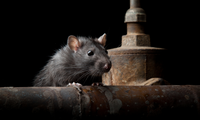 Des rats dans mes canalisations : pourquoi opter pour des caméras d’inspection pour les traquer ?