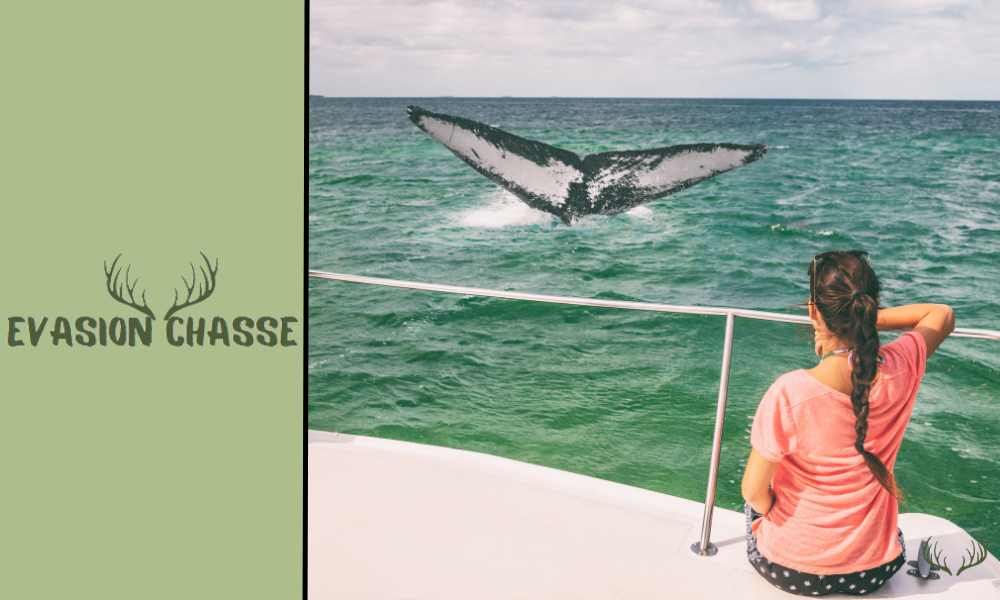 Excursion d'observation des baleines : ce que vous devez emporter