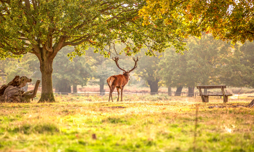 Quelle est la meilleure façon de photographier la faune ?
