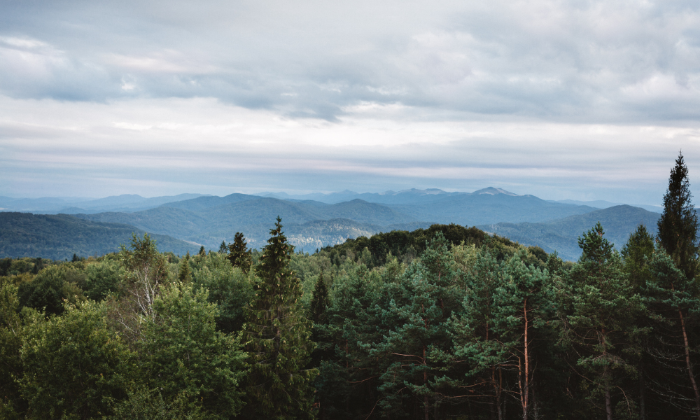 Quelles sont les plus belles forêts d'Europe ?