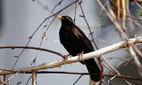 Quels sont les oiseaux noirs que l'on peut observer en Europe ?