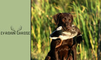 Chiens de chasse : top 6 des meilleures races pour gibiers à plumes
