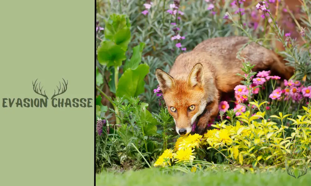 Comment savoir si on a un renard dans le jardin ?